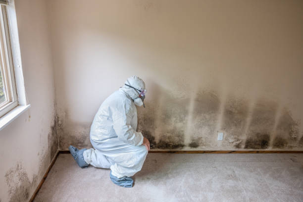 Biohazard Mold Removal in Naples, TX